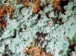 Griechenland Lavrion Mineralien Villia Antlerit