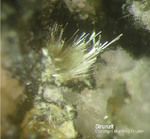 Bayern Mineralien Silbergrube Waidhaus Strunzit