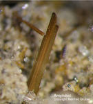 Mineralien Eifel Bellerberg Amphibol