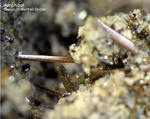 Mineralien Eifel Bellerberg Amphibol