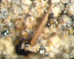 Mineralien Eifel Bellerberg Amphibol