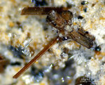 Mineralien Eifel Bellerberg Amphibol