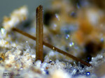 Mineralien Eifel Bellerberg Amphibol