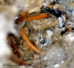 Mineralien Eifel Bellerberg Amphibol