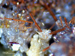 Mineralien Eifel Bellerberg Amphibol
