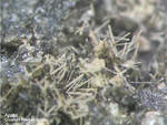 Eifel Mineralien Graulei Apatit