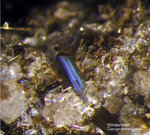 Eifel Mineralien Emmelberg Klinopyroxen