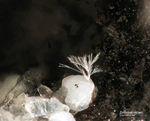 Eifel Mineralien Wannenköpfe Zirkon
