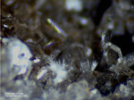 Eifel Mineralien Wannenköpfe Zirkon