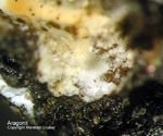 Mineralien Taunus Friedrichssegen Aragonit
