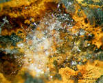 Mineralien Taunus Friedrichssegen Aragonit