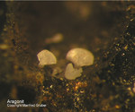 Mineralien Taunus Friedrichssegen Aragonit