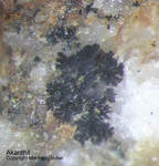 Mineralien Taunus Friedrichssegen Akanthit