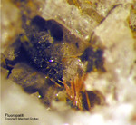 Eifel Mineralien Bellerberg Fluorapatit