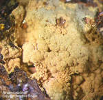 Mineralien Griechenland Lavrion Hilarion Arseniosiderit