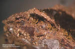Mineralien Griechenland Lavrion Hilarion Arseniosiderit
