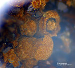Mineralien Griechenland Lavrion Hilarion Arseniosiderit