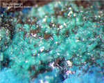 Griechenland Mineralien Lavrion Jean Baptiste Schulenbergit
