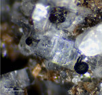 Mineralien Eifel Wingertsberg Asphaltit