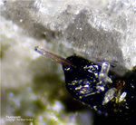 Eifel Mineralien Wingertsberg Fluorapatit