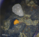 Eifel Mineralien Wingertsberg Jarosit