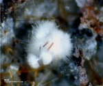 Eifel Mineralien Wingertsberg Mullit