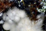 Eifel Mineralien Wingertsberg Mullit