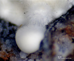 Eifel Mineralien Wingertsberg Mullit