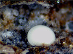 Eifel Mineralien Wingertsberg Mullit