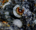 Eifel Mineralien Wingertsberg Siderit