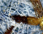 Eifel Mineralien Wingertsberg Tridymit