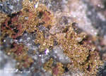 Odenwald Mineralien Reichenbach Borstein Tripuhyit