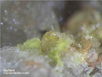 Odenwald Mineralien Reichenbach Borstein Wulfenit