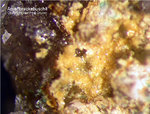 Odenwald Mineralien Gadernheim Arsenbrackebuschit