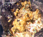 Odenwald Mineralien Gadernheim Arsenbrackebuschit