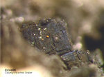 Odenwald Mineralien Gadernheim Covellin