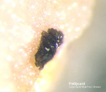 Odenwald Mineralien Gadernheim Petitjeanit