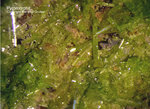 Odenwald Mineralien Gadernheim Pyromorphit