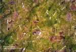 Odenwald Mineralien Gadernheim Pyromorphit