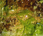 Odenwald Mineralien Gadernheim Pyromorphit