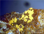 Odenwald Mineralien Reichenbach 16.1 Limonit