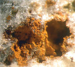 Odenwald Mineralien Reichenbach 16.1 Limonit