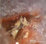 Odenwald Mineralien Reichenbach 14.0 Bismutit