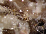 Odenwald Mineralien Reichenbach 14.0 Bismutit