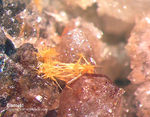 Odenwald Mineralien Reichenbach 14.0 Bismutit