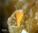Odenwald Mineralien Reichenbach 14.0 Bismutit