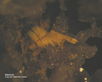 Odenwald Mineralien Reichenbach 14.0 Bismutit