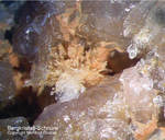 Odenwald Mineralien Reichenbach Borstein Bergkristall (Quarz)