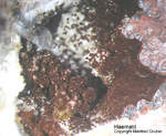 Odenwald Mineralien Reichenbach Borstein Haematit