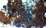 Odenwald Mineralien Reichenbach Borstein Haematit